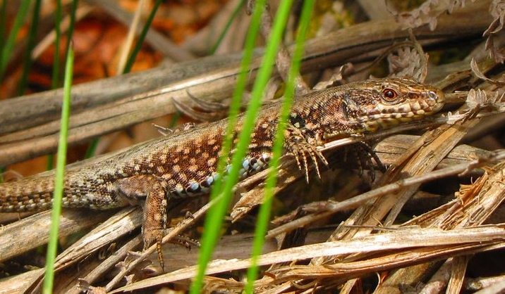 Podarcis